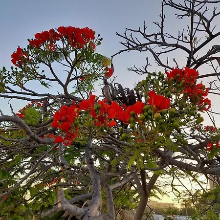 In Cristianos Los Cristianos (Tenerife)