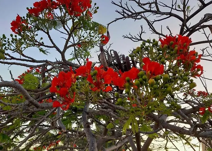 In Cristianos Los Cristianos (Tenerife)